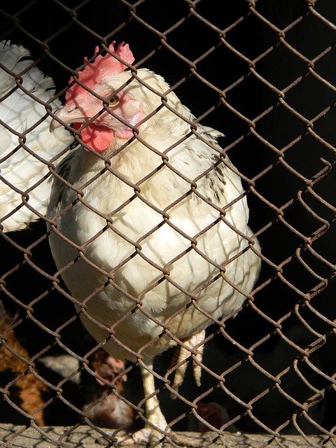 高標準訓練 高標準訓練