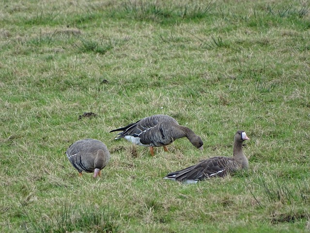 約對富勒姆 約對富勒姆